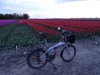 DSC04055a.jpg (73.47 KiB) 9916 mal betrachtet Blumen zum "Geburtstag"