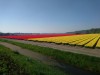 Viele Tulpenfelder (gerade Tulpenblütezeit)